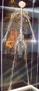 m_body nerves
