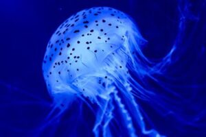 m_jellyfish
