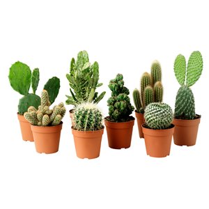 m_cactus